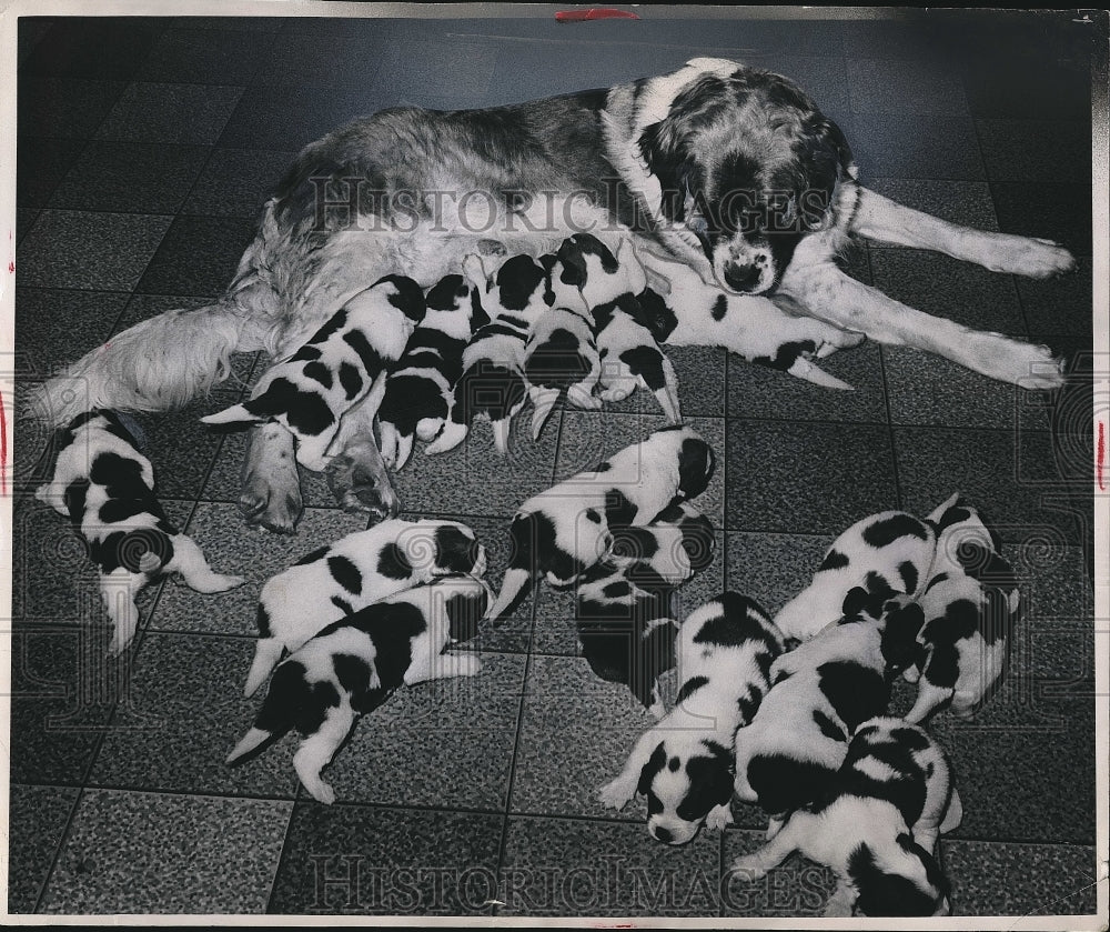 1965 16 St. Bernard pups born to Alpstein's Christabelle owned by - Historic Images