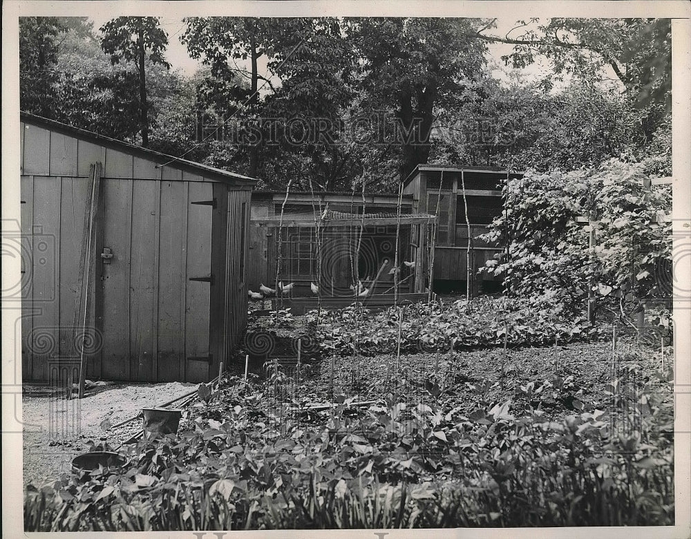 1938 Garden and Small Chicken Farm, Mr. and Mrs. Meer's home - Historic Images