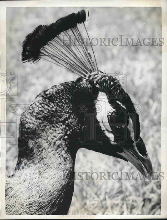 1962 An India blue peacock at Naples, Florida gardens  - Historic Images