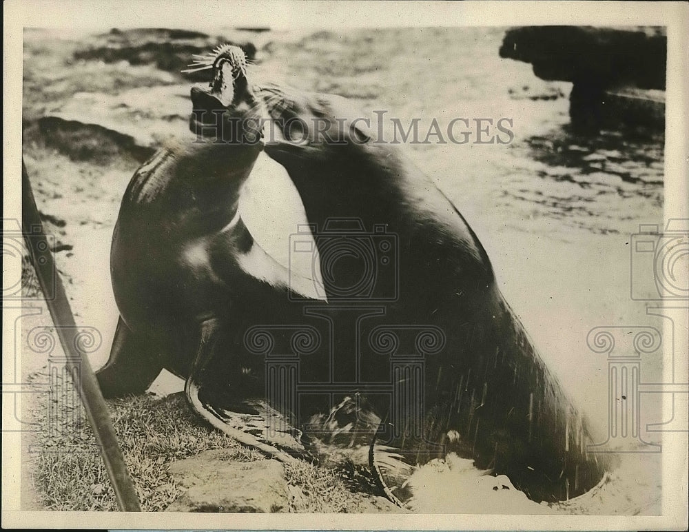 1907 Sea Lion at London Zoological Gardens waited to be fed, - Historic Images