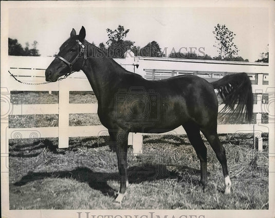 1935 Red Glow To Be Sold By Village Farm At annual Old Glory Sale - Historic Images