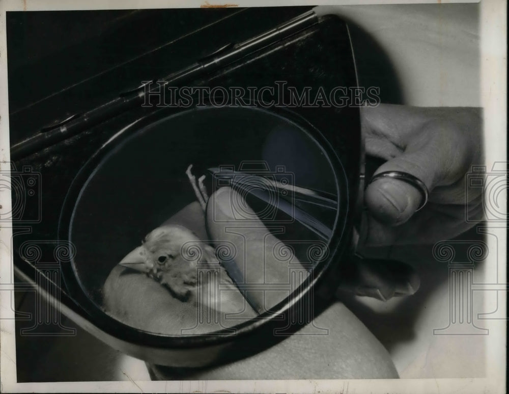 1948 Press Photo Canary Undergoes Toe Operation By Marie Widder - nea74620 - Historic Images