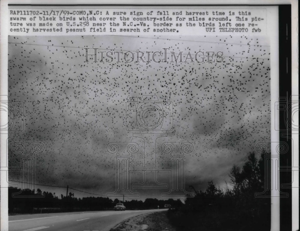 1959 Press Photo Swarms Of Blackbirds Herald Harvest Time In Virginia - Historic Images