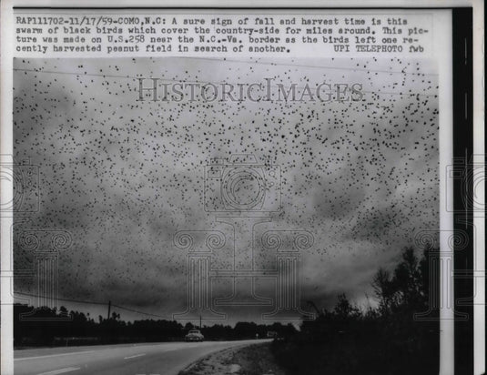 1959 Press Photo Swarms Of Blackbirds Herald Harvest Time In Virginia - Historic Images