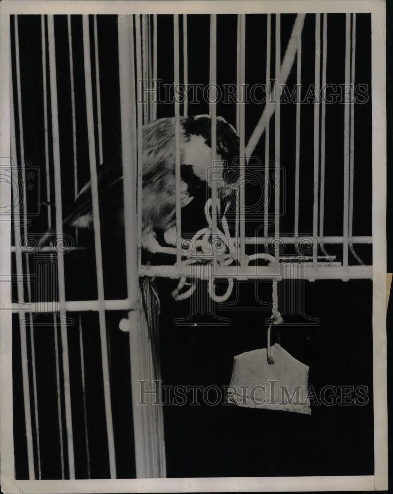 1938 Press Photo A Chinese warbler bird in Miami, Florida - nea74638 - Historic Images