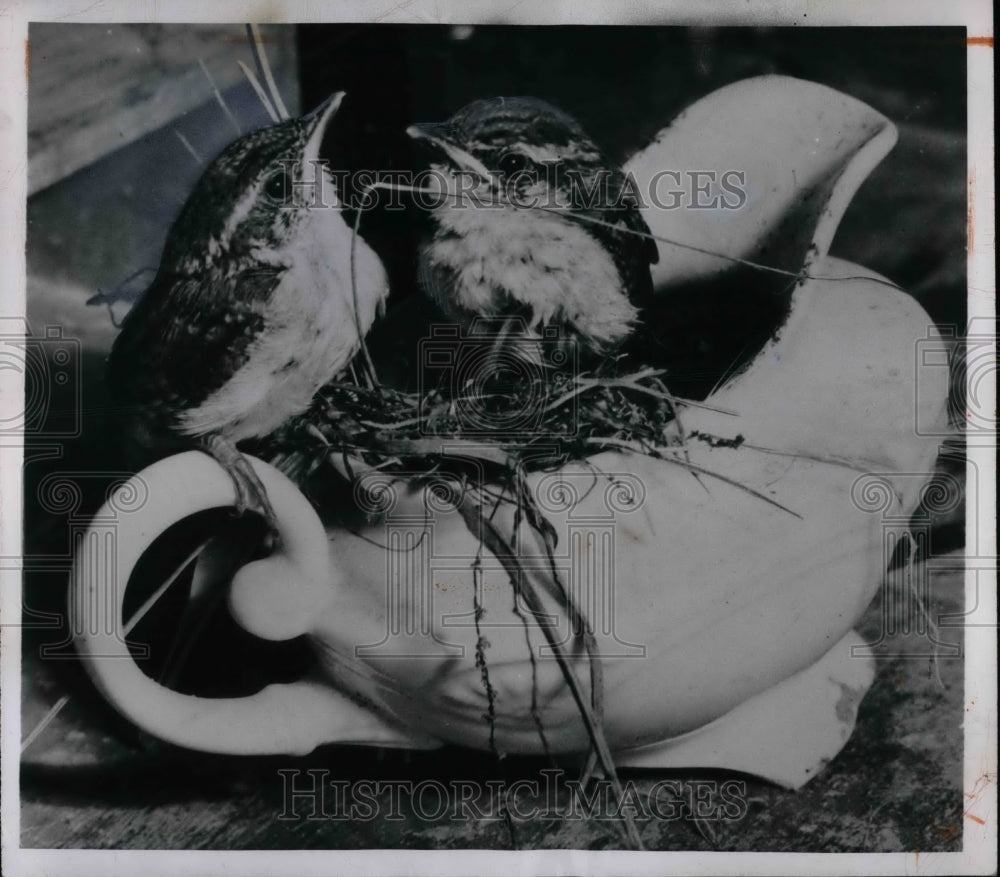 1950 Two wrens building nest in cream pitcher  - Historic Images