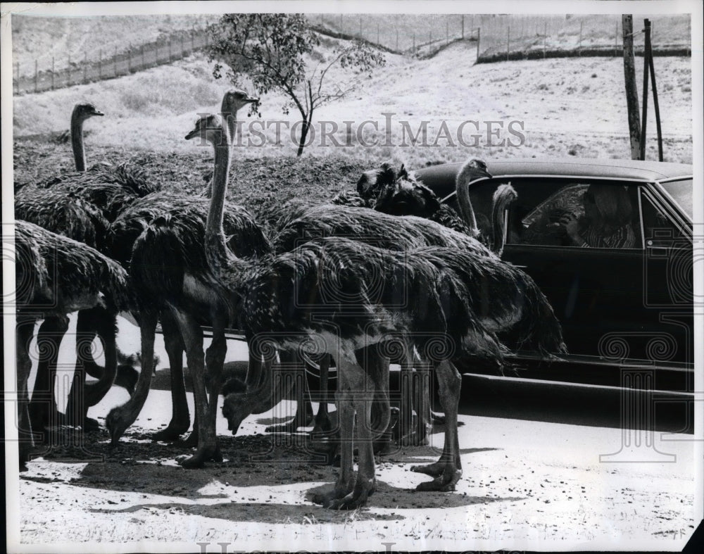 1970 Laguna Hills, Calif. ostriches at a park  - Historic Images