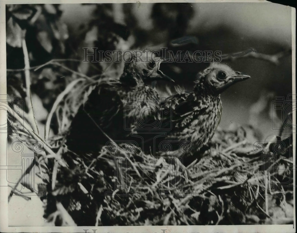 1931 Press Photo Young red-win blackbirds nesting, Desert Center, California-Historic Images