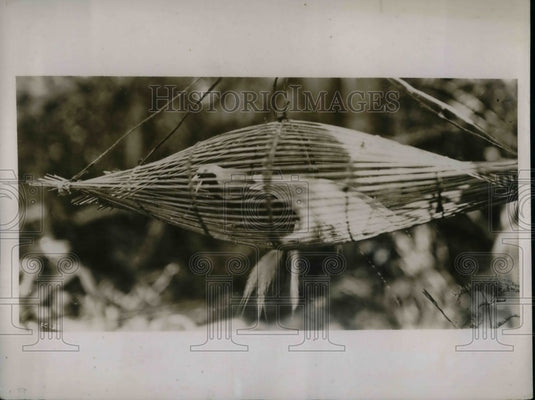 1935 Bird of Paradise in hastily improvised coop on "Fang and Claw" - Historic Images