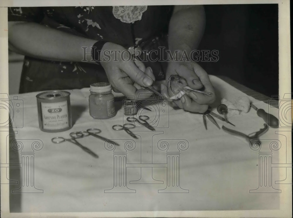 1932 Emilia Steinacher&#39;s hospital for birds  - Historic Images