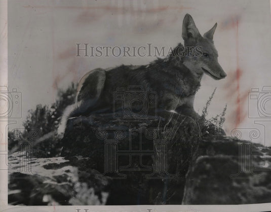 1937 Coyote Watches Antelope in Oregon  - Historic Images