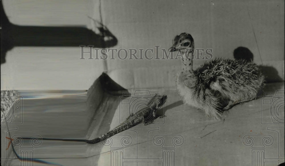 1926 Baby Alligator Playing With A Baby Bird  - Historic Images