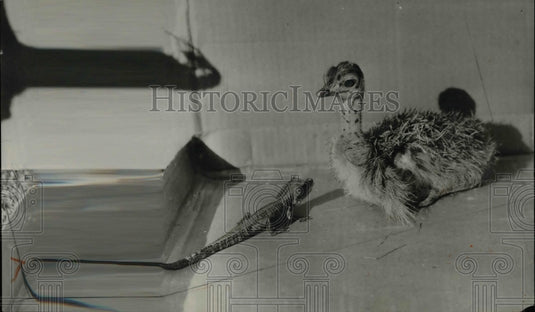 1926 Baby Alligator Playing With A Baby Bird  - Historic Images