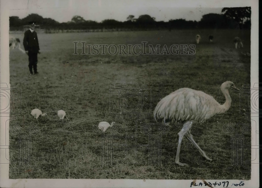 1933 The Common Rhea with babies, Whipsnade Zoo  - Historic Images