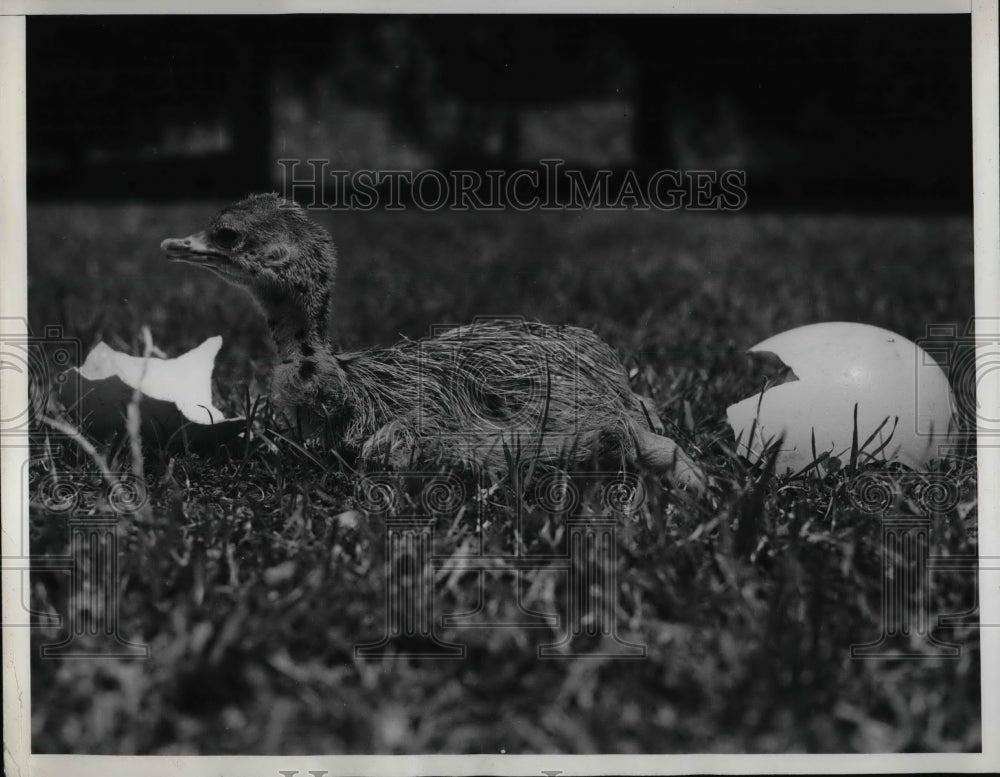 1939 Press Photo Baby Ostrich hatched at Catalina Bird Park - nea75642 - Historic Images