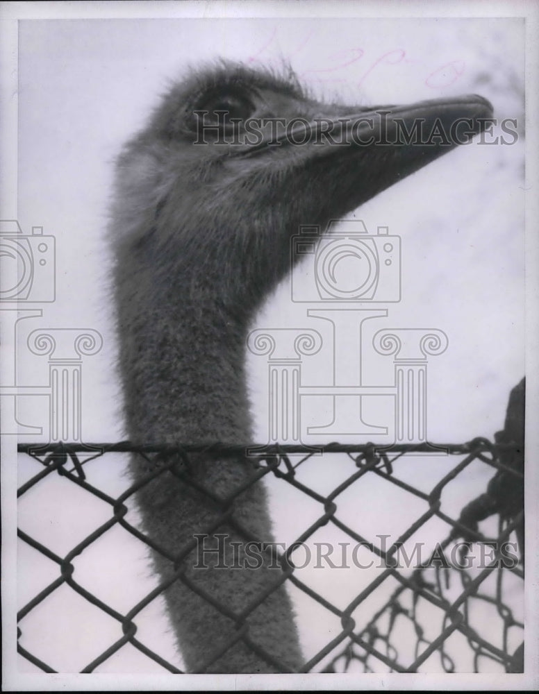 1953 London Ostrich Profile Zoo Poses For Picture  - Historic Images