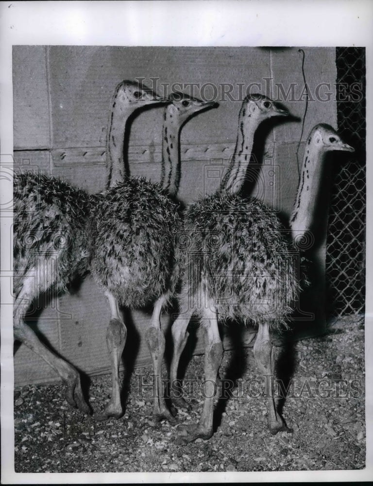 1956 Bashful Quartet Of Ostriches At Paris Zoo  - Historic Images