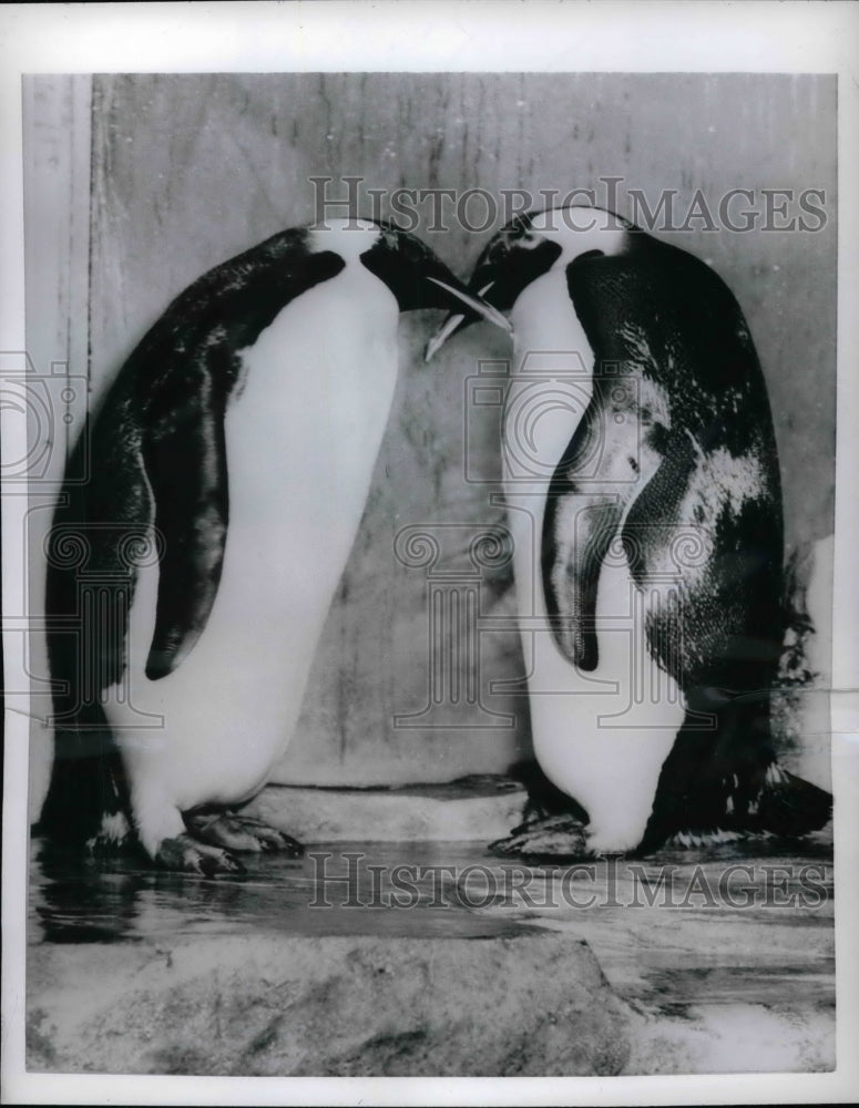 1956 Emperor Penguins Touching Beaks in Brookfield Zoo in Chicago - Historic Images