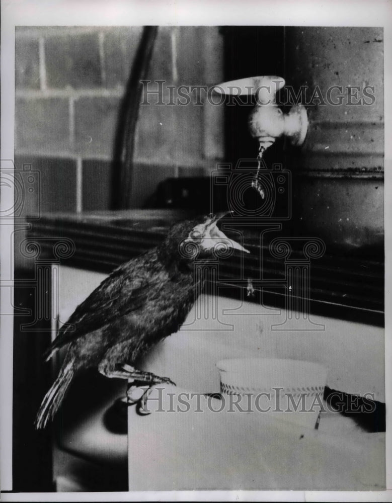 1955 Press Photo Jo Jo the Blackbird Drinking from Tap in Philadelphia Shelter - Historic Images