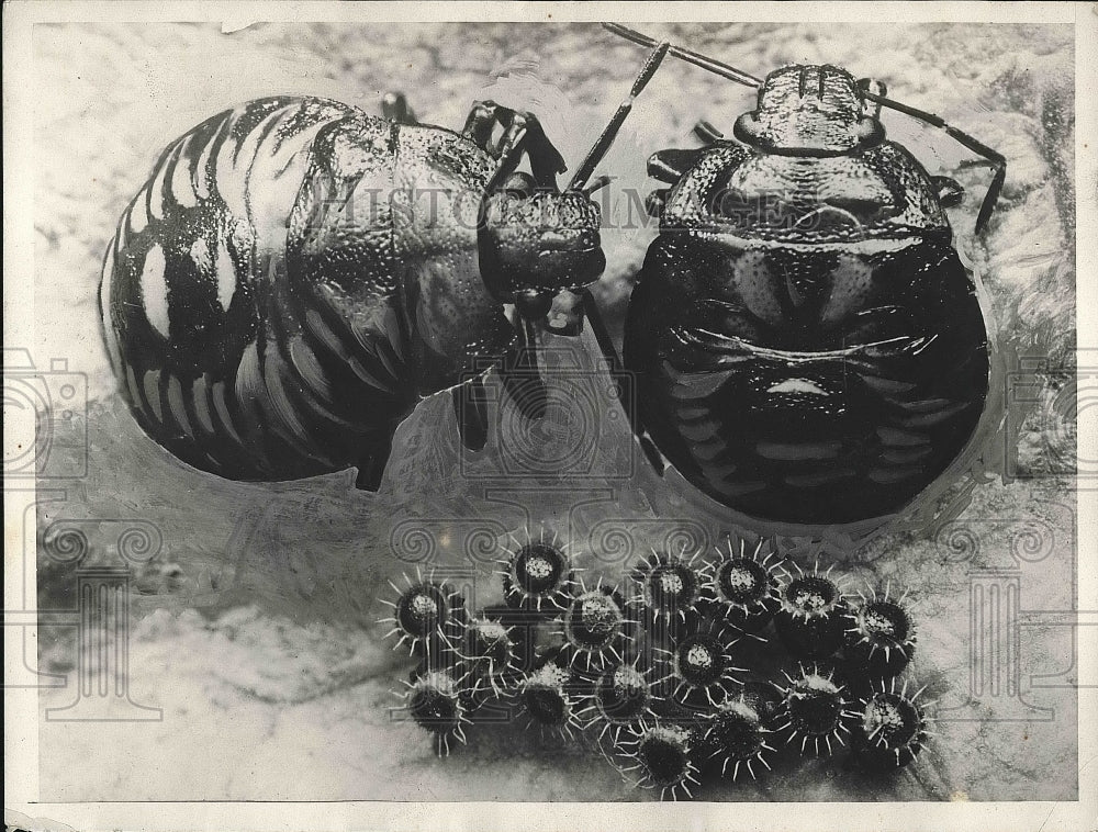 1929 Press Photo Stinkbugs and their Eggs - nea75961-Historic Images