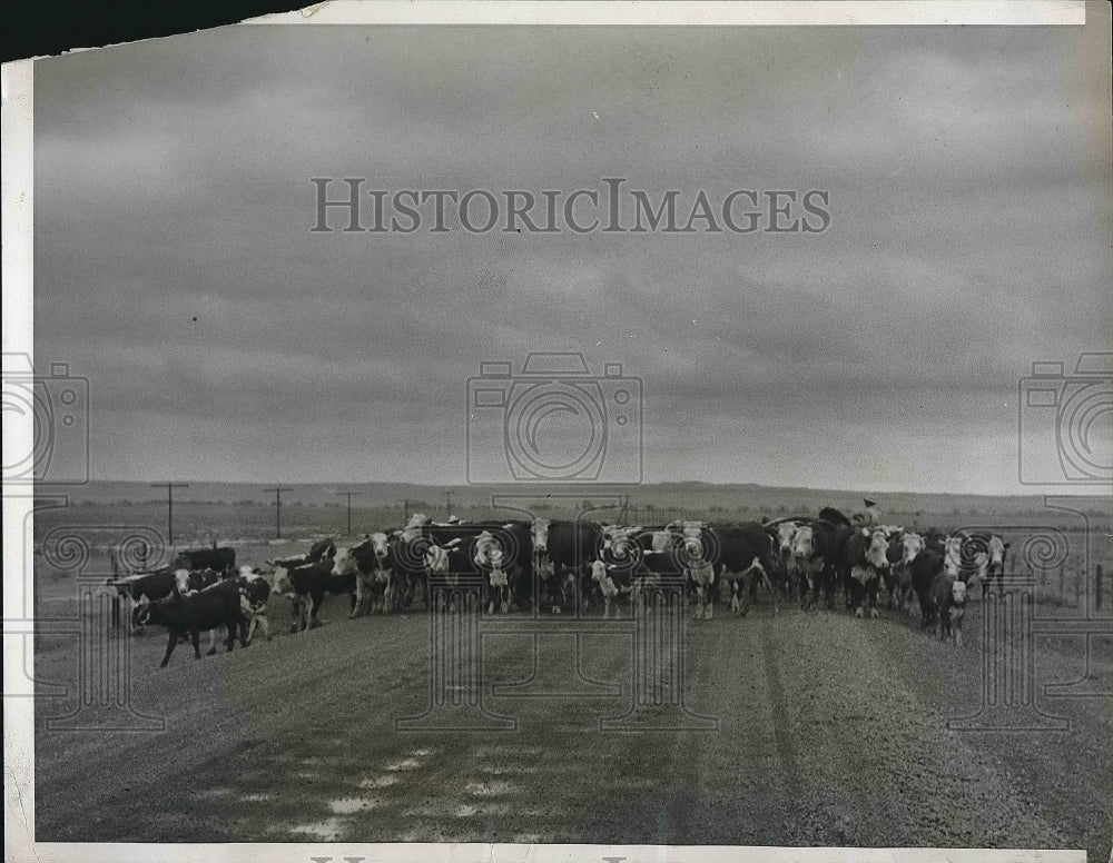 1936 Livestock Drought Belle Fourche South Dakota  - Historic Images