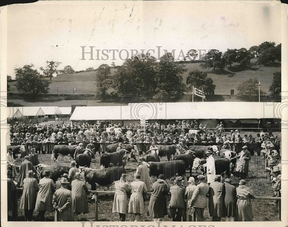 1927 Shorthorn Bulls Livestock Parade Hereford Bulls Newport - Historic Images