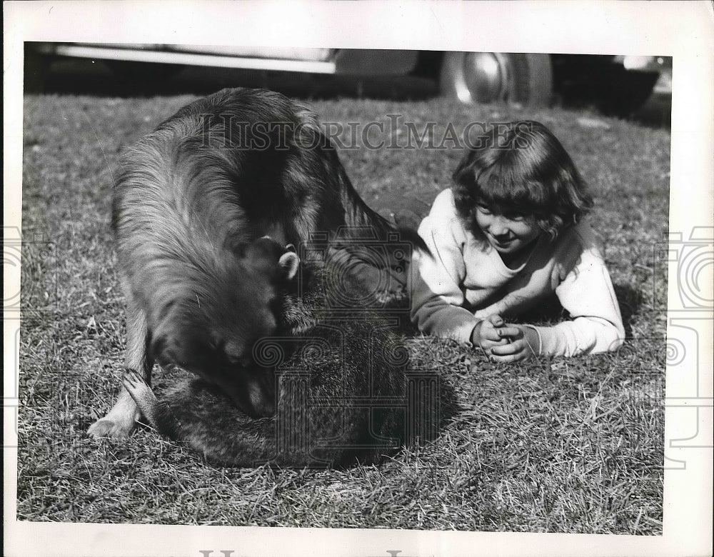 1953 Dog Sniffing Raccoon in Yard with Little GIrl  - Historic Images