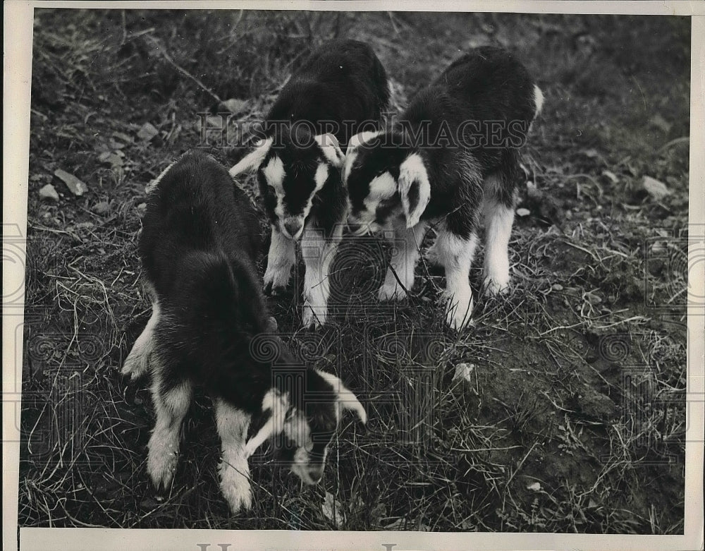 1939 Three Triplets Kids at Pescadero California  - Historic Images