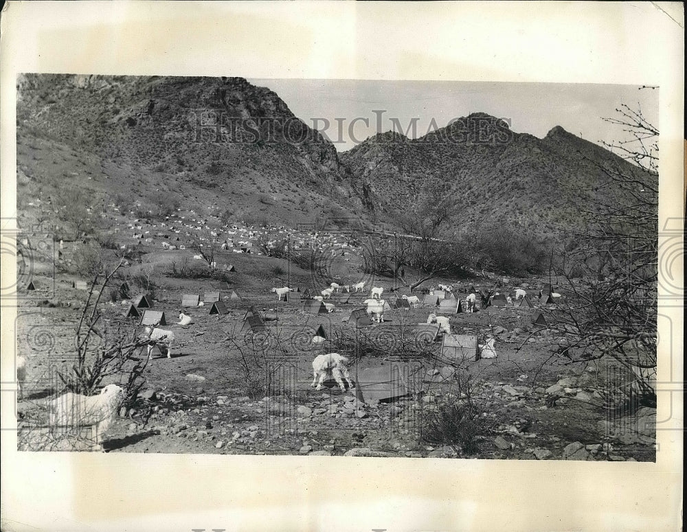 1937 Press Photo Goat ranch in wild part of Yavapai County, Arizona - nea76300 - Historic Images