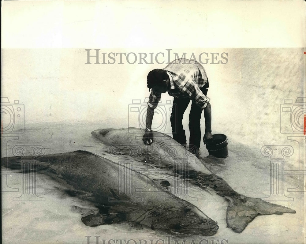 1969 Press Photo Whale Washing time at Local Zoo in Duisburg Germany. - Historic Images