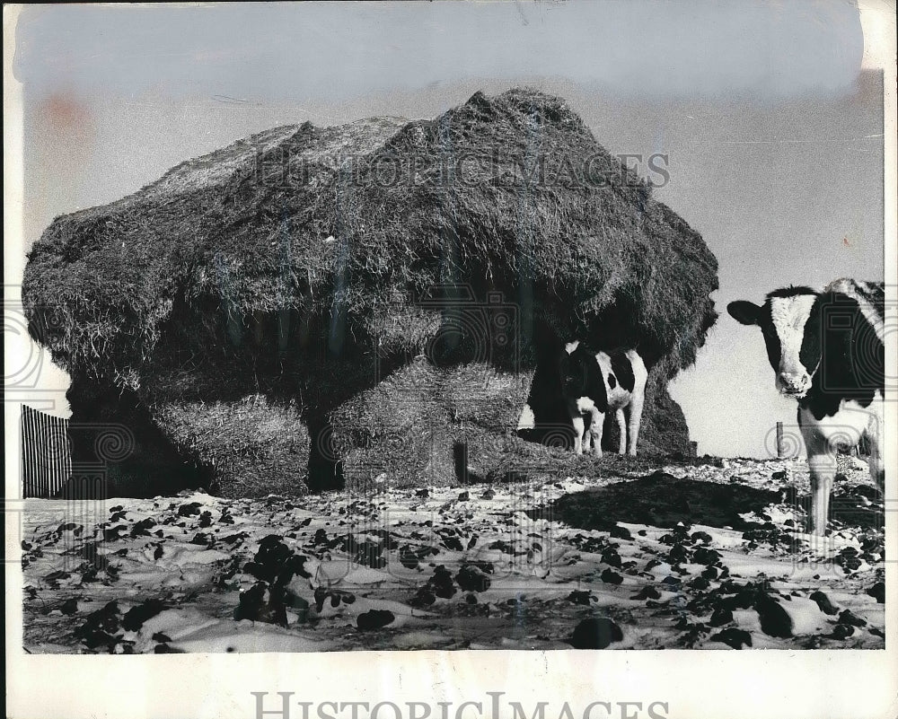 1970 Haystack as a feed supply for the cows by Jim Mitschele&#39;s. - Historic Images