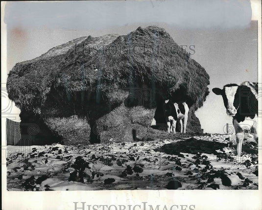 1970 Haystack as a feed supply for the cows by Jim Mitschele's. - Historic Images