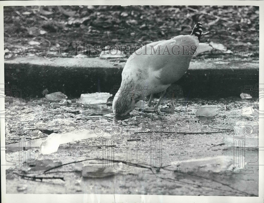 1962 Gull searched for food during spring time at London, England. - Historic Images