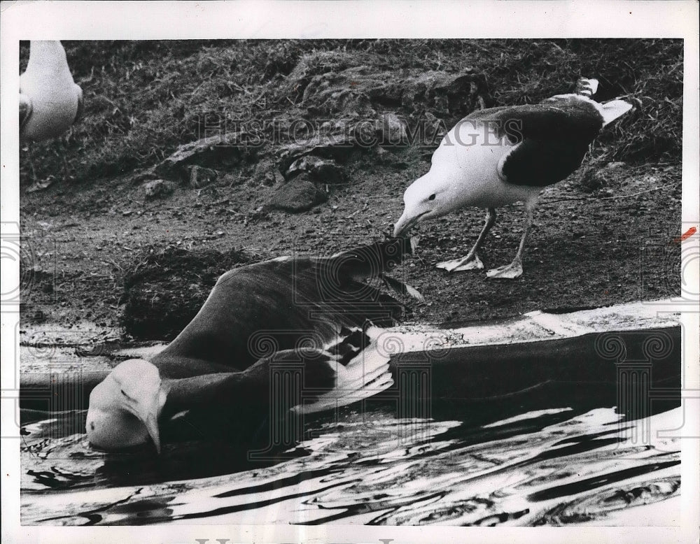 1956 Male Gull pecked a female Gull at London Zoo Aviary. - Historic Images