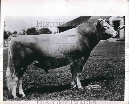 1952 Press Photo Foremost J.C. Great Guernsey At Foremost Farm - nea76415-Historic Images