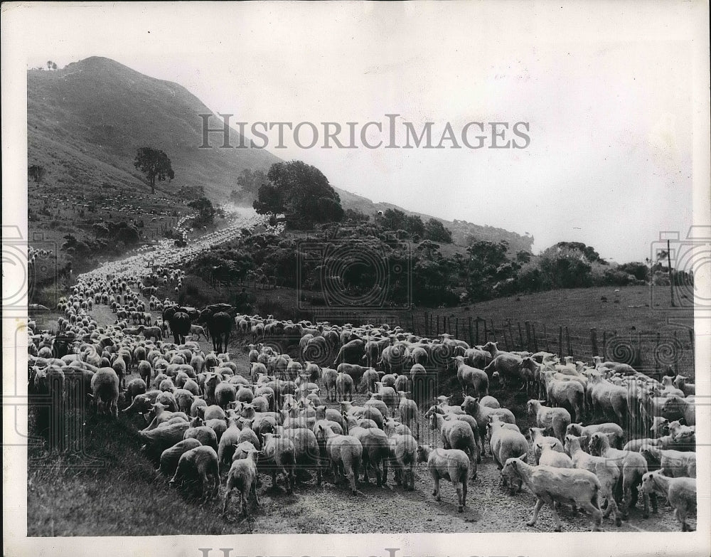 1949 Sheep Winding Their Way Along Countryside In East Cape - Historic Images