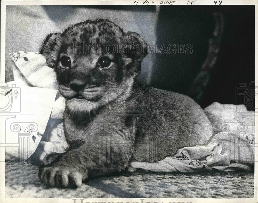 1961 Baby Cub Sitting On Rug With Blanket  - Historic Images