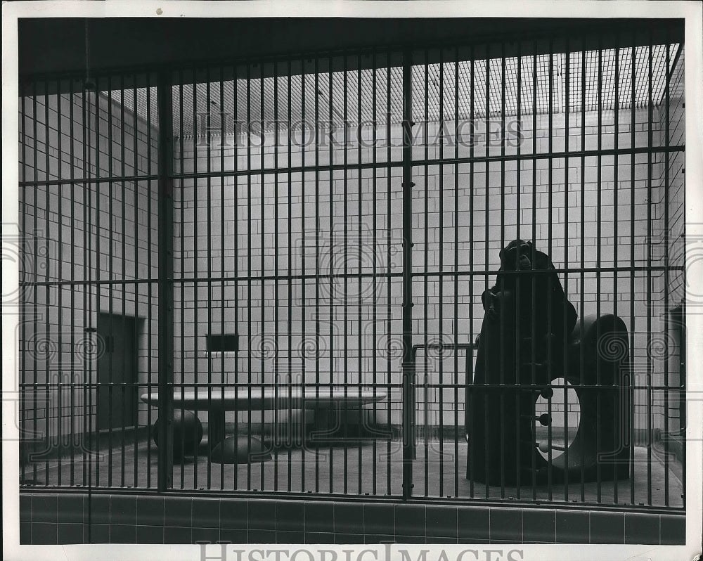 1955 Chimpanzee Cage At Great Ape Exhibit At Zoological Park - Historic Images