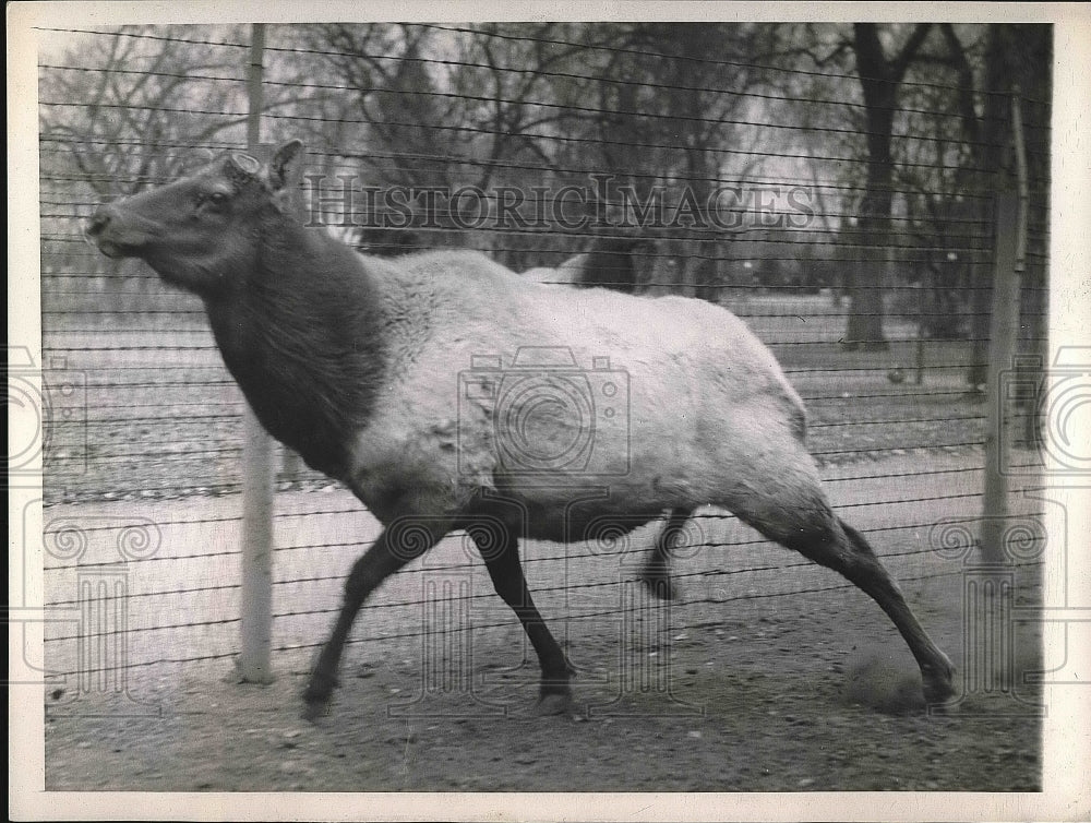 1944 Press Photo Denver, Colorado, &quot;Colonel&quot; a bull Wapiti elk at City Park zoo - Historic Images