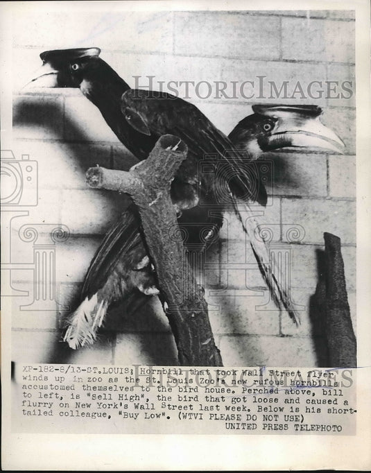 1953 St Louis Zoo Hornbill Bird "Sell High" Loose On Wall Street - Historic Images