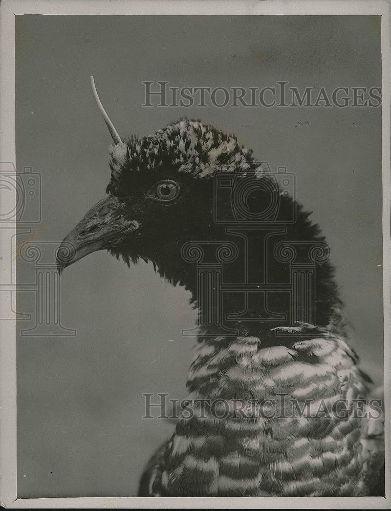 1927 Press Photo Horned Screamer Bird South American London Zoological Gardens - Historic Images