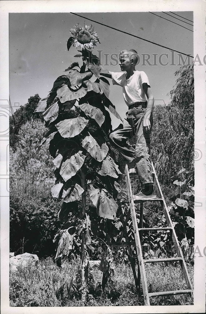 1952 Press Photo 11 yr-old Dick Burcham needs a stepladder to measure sunflower - Historic Images