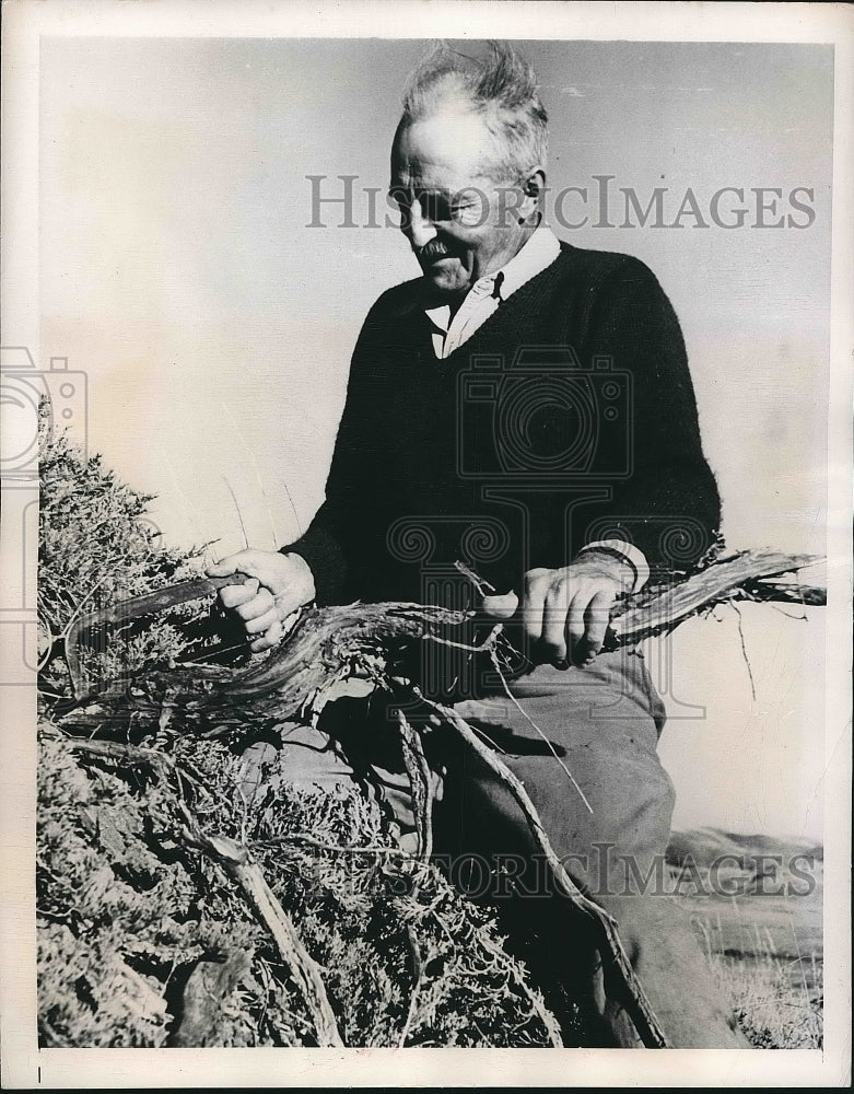 1949 Press Photo Canadian Rancher W.Garstang-Hodgson carved a Juniper Roots. - Historic Images
