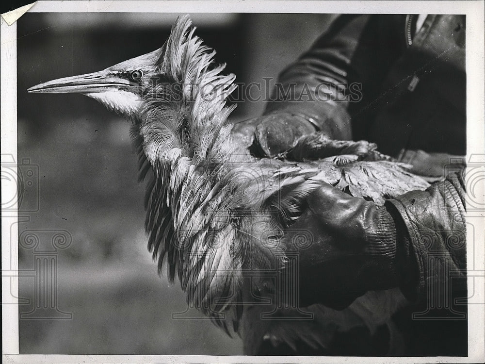 1946 Press Photo bittern turned in to Chicago Anti-Cruelty Society for pecking - Historic Images