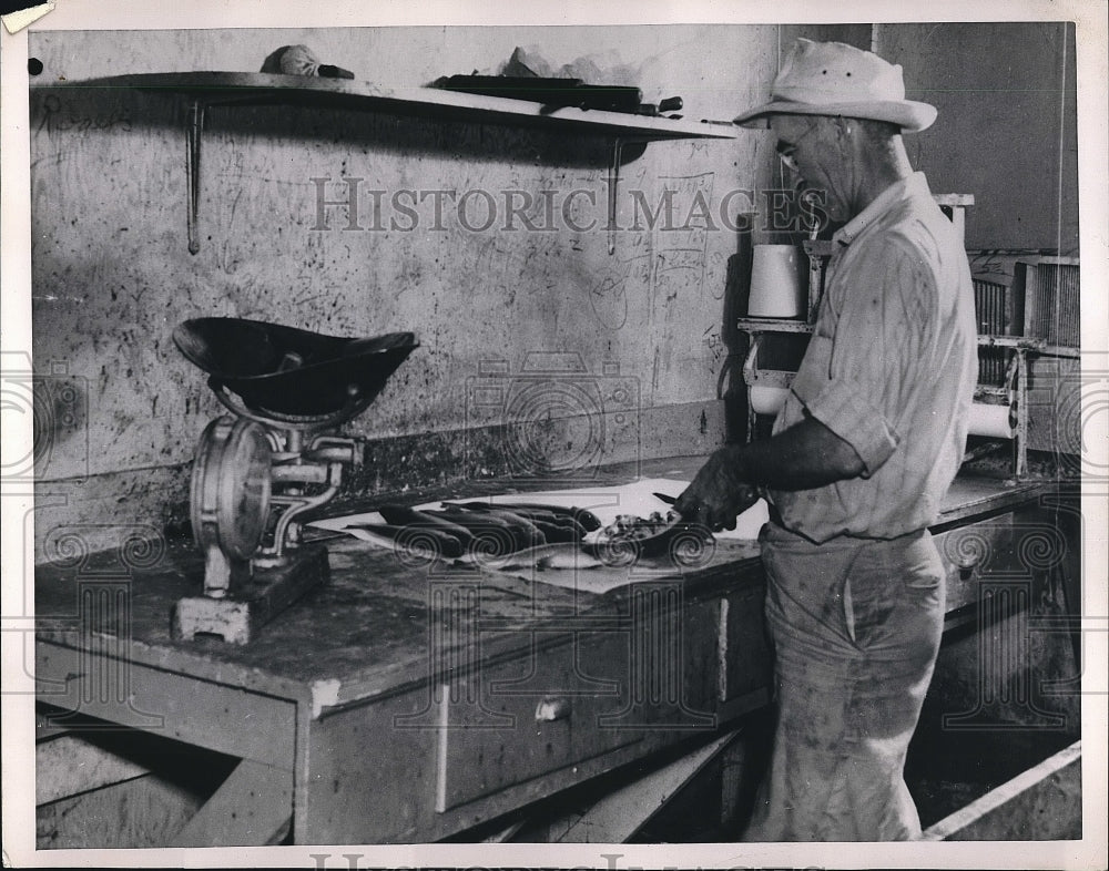 1951 man preparing fish for a meal  - Historic Images
