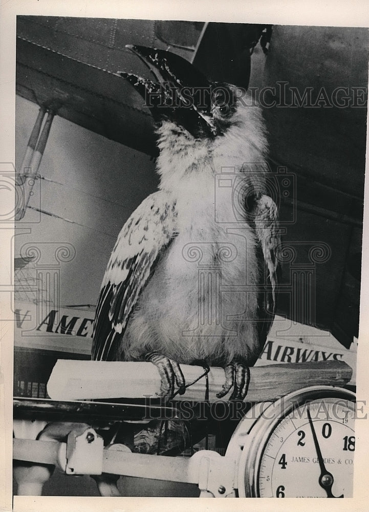 1948 Press Photo Philippine Hornbill Arrives on Pan American Clipper - nea78277 - Historic Images