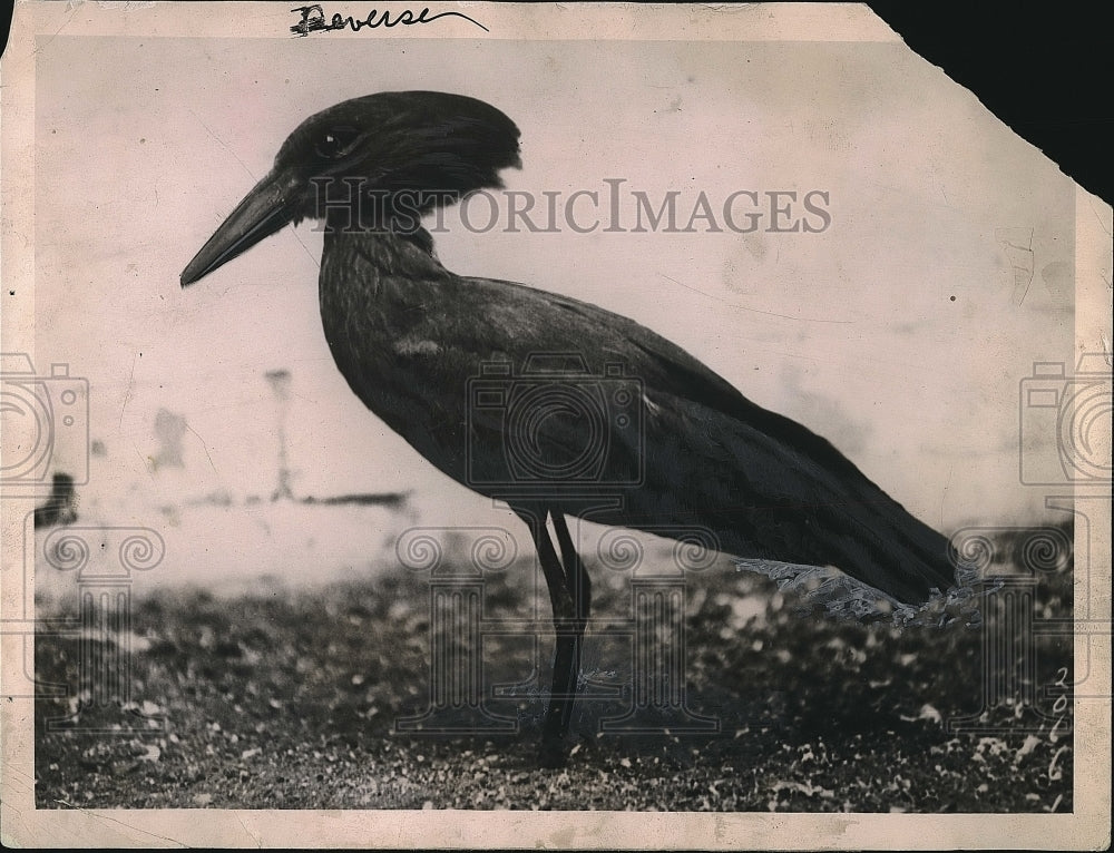 1922 The hammerhead bird of Africa  - Historic Images