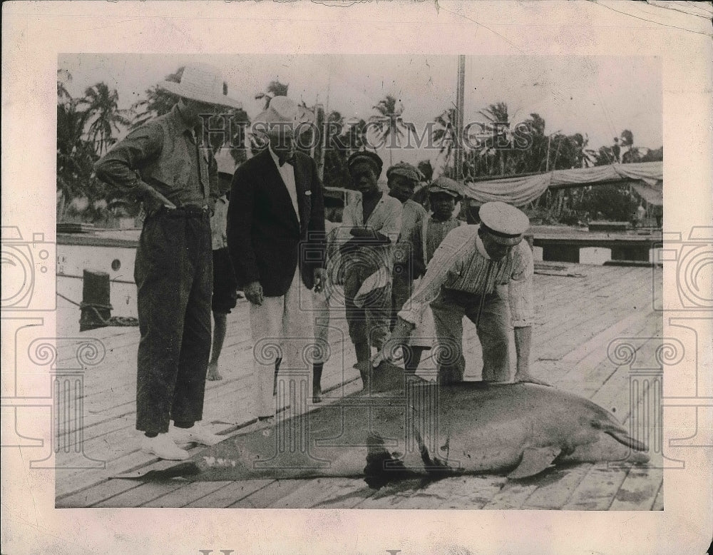 1921 Injured Dolphin rescued.  - Historic Images