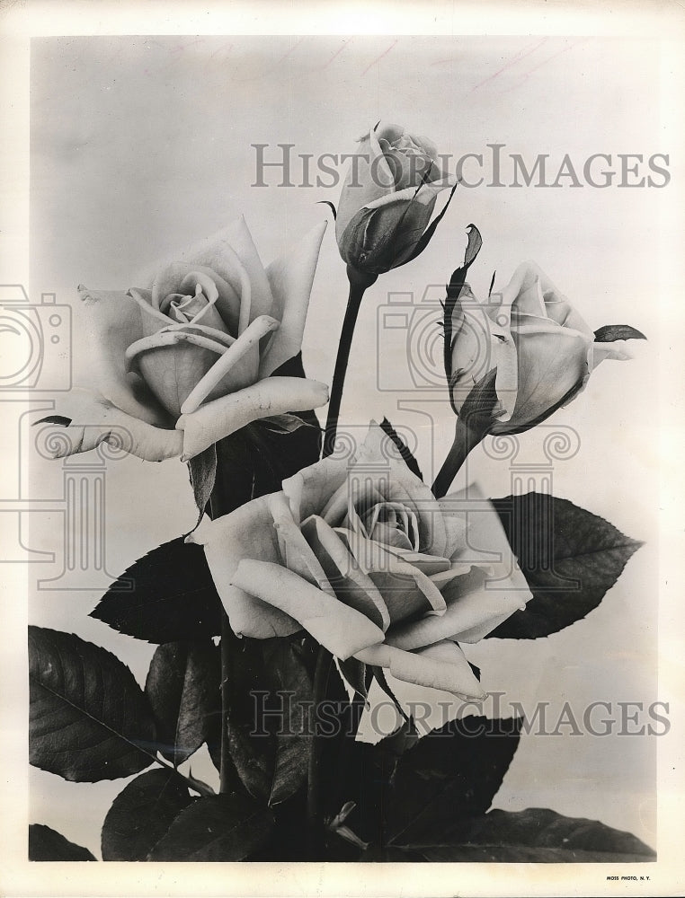 1954 Hybrid tea rose called &quot;Serenade&quot; on exhibit  - Historic Images