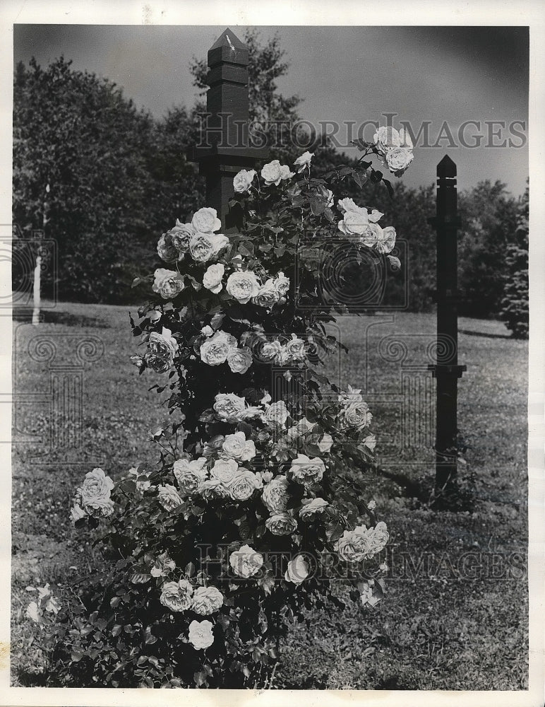 1953 Flowers of Climber Parade on exhibit  - Historic Images